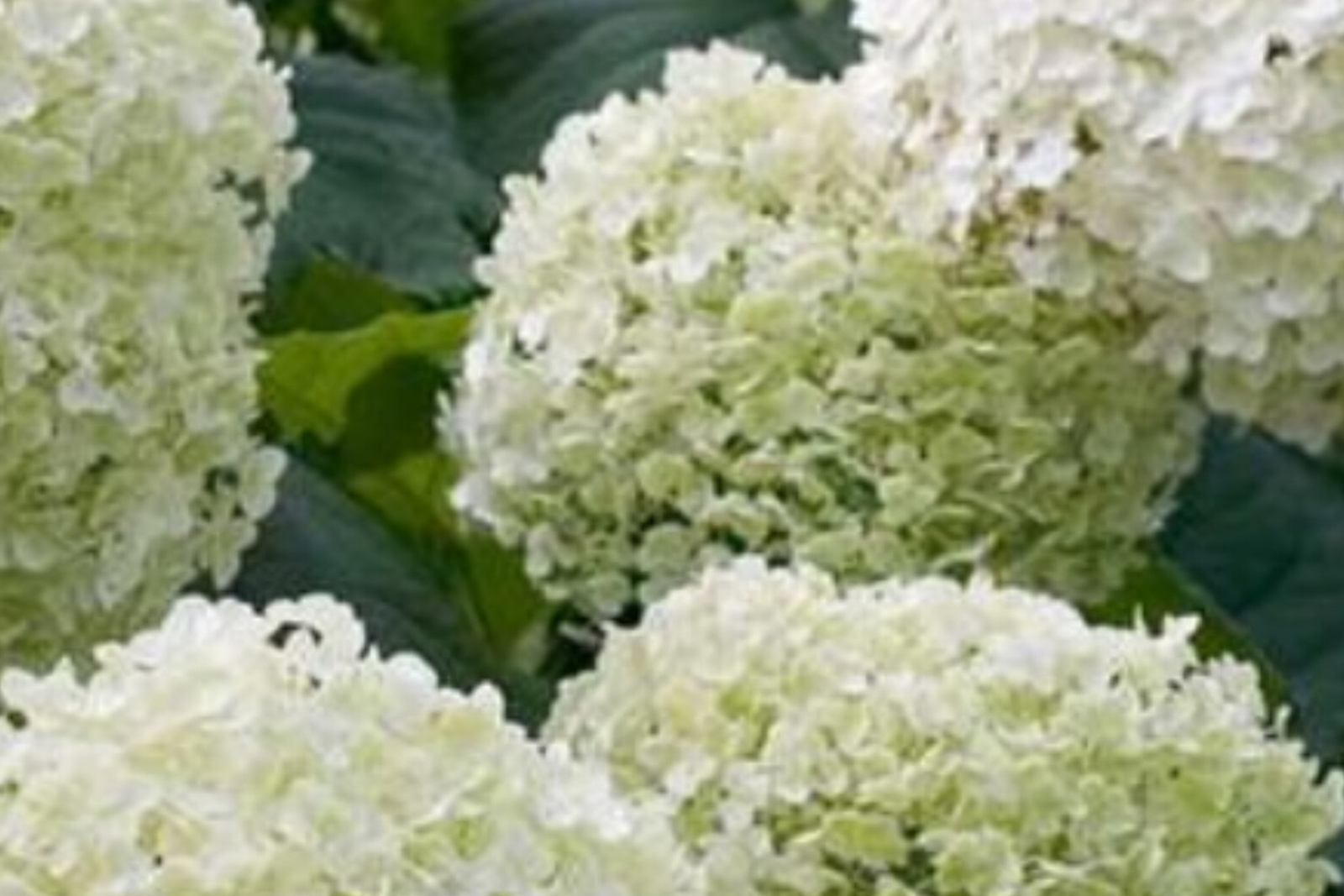 Hydrangea arborescens 'Strong Annabelle' , hortensja drzewkowata ...