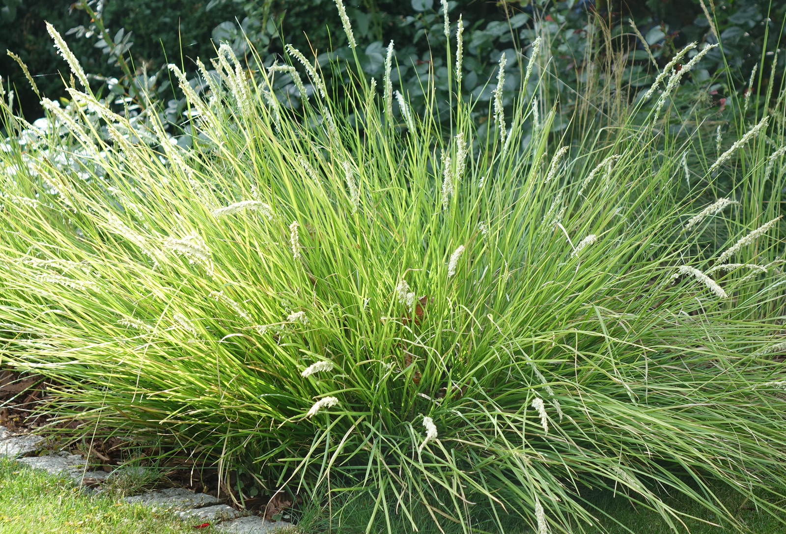 Sesleria Autumnalis Sesleria Jesienna 1,5 L | Trawy Nowości Bestsellery ...