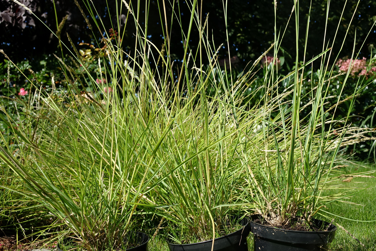 Sesleria Autumnalis Sesleria Jesienna 1,5 L | Trawy Nowości Bestsellery ...