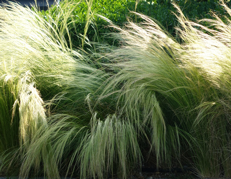 Stipa tenuissima ‘Pony Tails’ Ostnica mocna ‘Pony Tails’  1 L